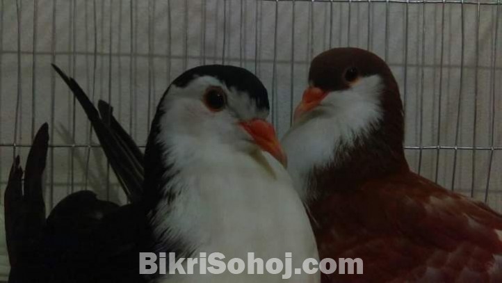 Siraji adult pair.lal o kalo siraji indian